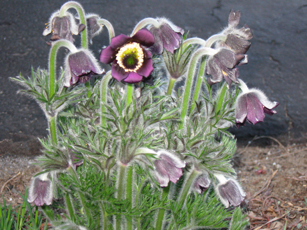 Pulsatilla Pratensis.jpg | North American Rock Garden Society